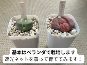 植物園で購入した赤いリトープスと緑色のリトープス