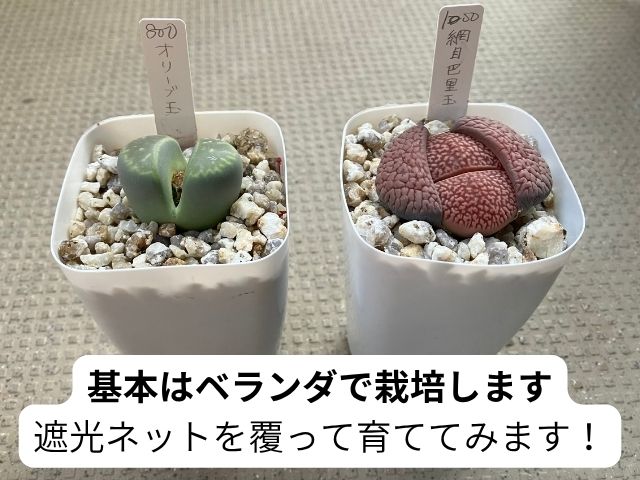 植物園で購入した赤いリトープスと緑色のリトープス