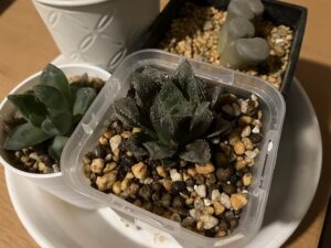 メルカリで買って1年ほど経過したハオルチア「ミラーボール」