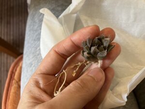 メルカリで買ったハオルチア「ミラーボール」