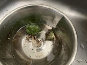 ハオルチア給水中