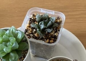 購入から8か月後のハオルチア「ミラーボール」