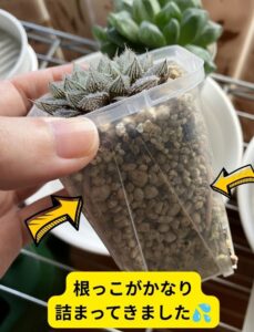 根っこがかなり 詰まってきたハオルチア「ミラーボール」