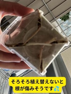 ハオルチアの根詰まり