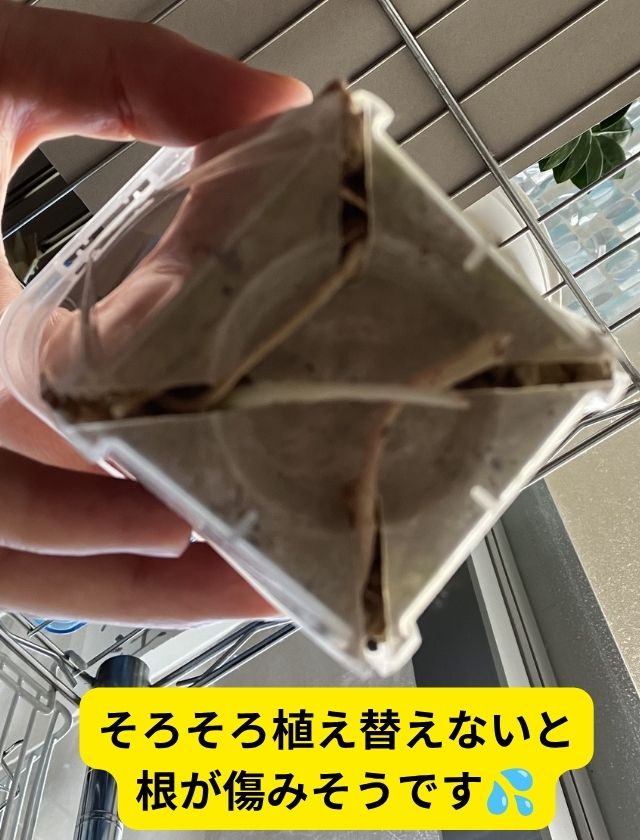 ハオルチアの根詰まり